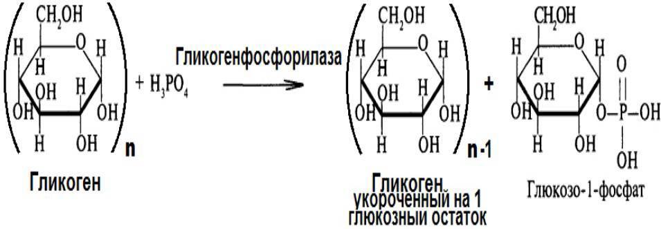 Распад гликогена. Схема реакций расщепления гликогена. Распад гликогена до глюкозо-6-фосфата. Распад гликогена формулы. Превращение гликогена в глюкозо 1 фосфат.